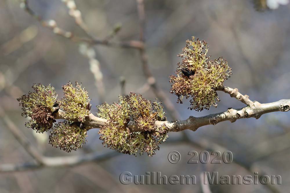 Fraxinus excelsior vers Zurich-Seebach (Suisse)