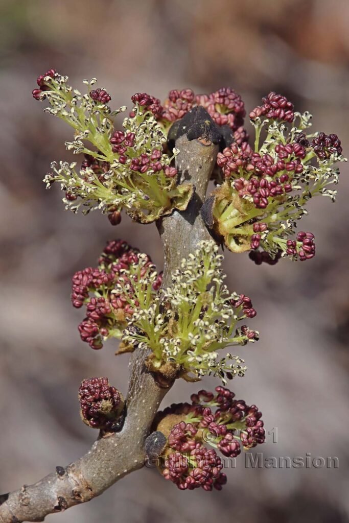 Fraxinus excelsior sur la Rampe sud, entre Brigue et Viège (Suisse, Valais)