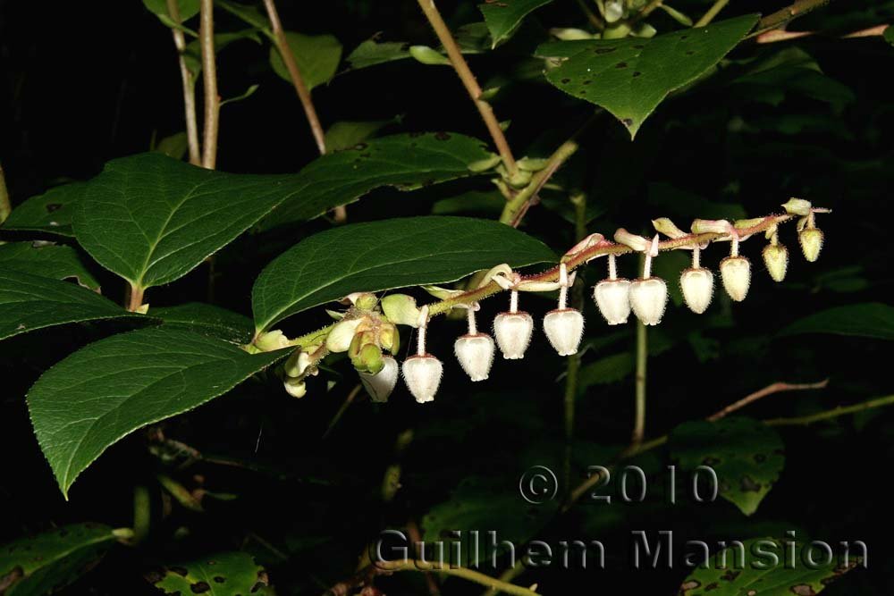 Gaulthiera shallon en Oregon (USA)