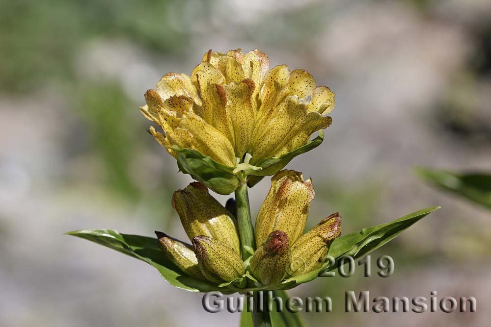 Gentiana punctata à Pralognan (France, Savoie)