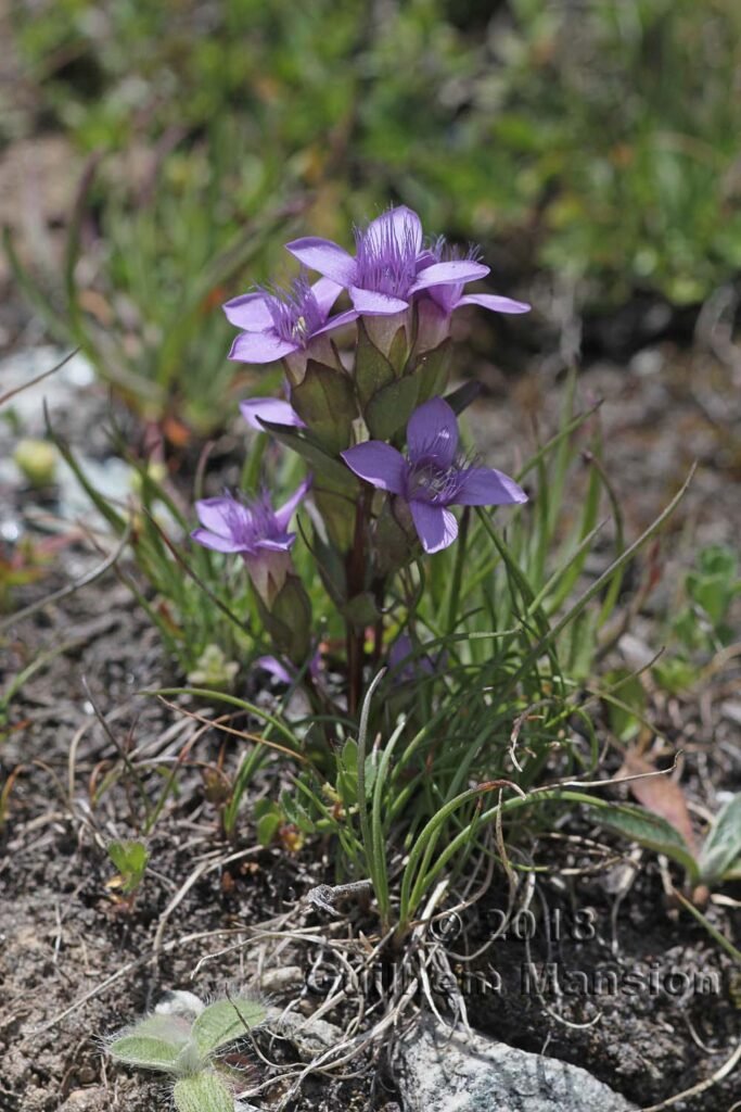 Gentianella campestris au-dessus de Verbier (Suisse, Valais)