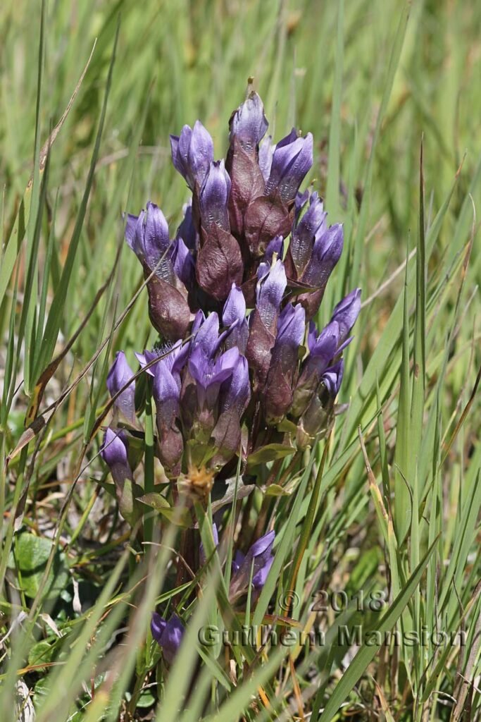 Gentianella campestris vers le Col du Grand-Saint-Bernard (Suisse, Valais)