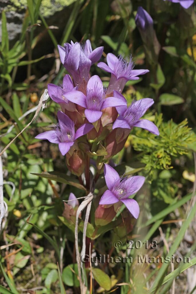 Gentianella campestris vers le Col du Grand-Saint-Bernard (Suisse, Valais)