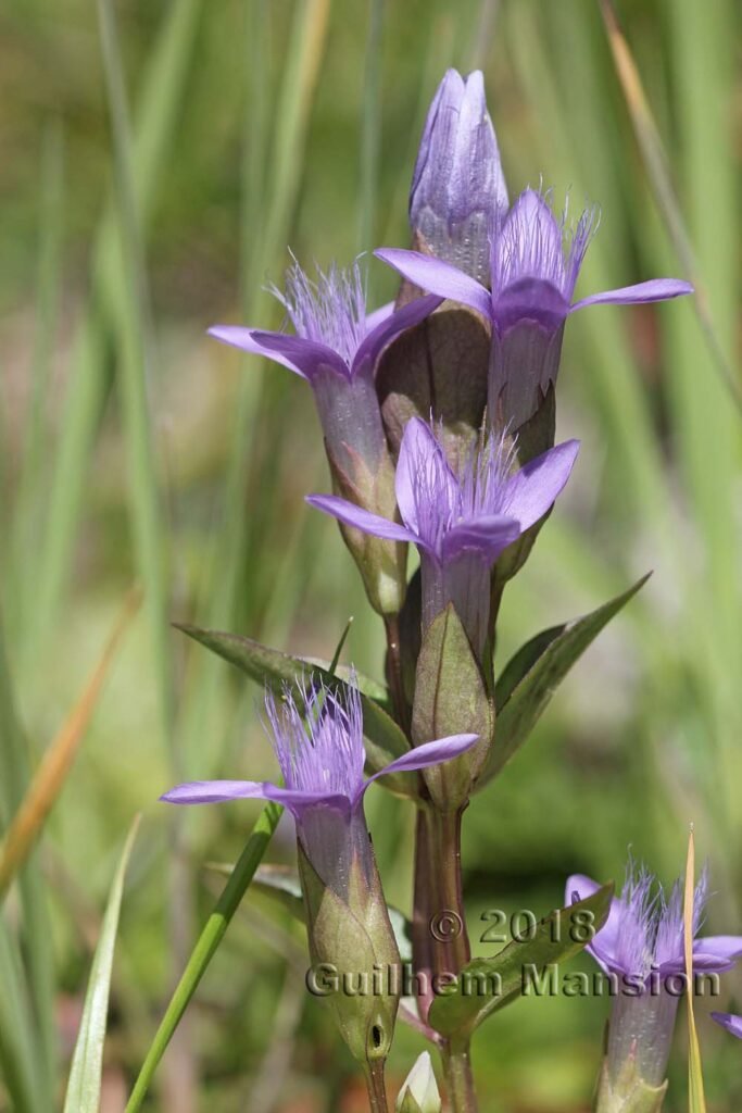 Gentianella campestris vers le Col du Grand-Saint-Bernard (Suisse, Valais)