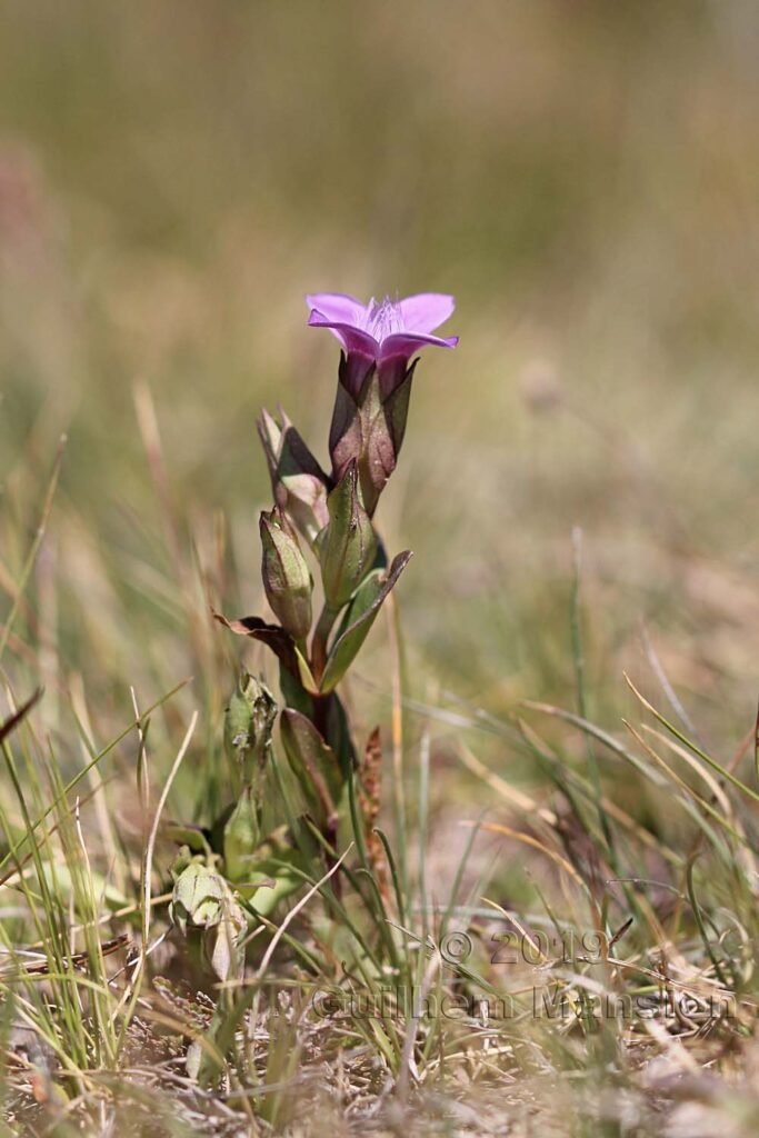 Gentianella campestris vers le Pas de la Case (Andorre)