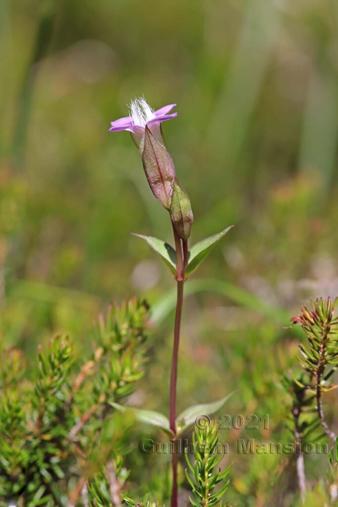 Gentianella campestris dans le Parc National Suisse (Suisse, Grisons)