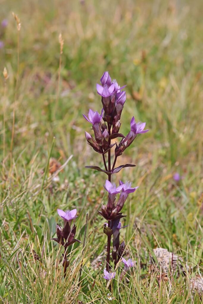 Gentianella campestris dans le Parc National Suisse (Suisse, Grisons)