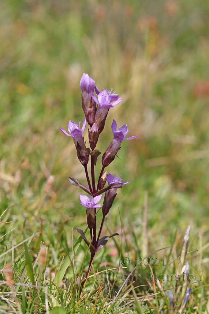 Gentianella campestris dans le Parc National Suisse (Suisse, Grisons)