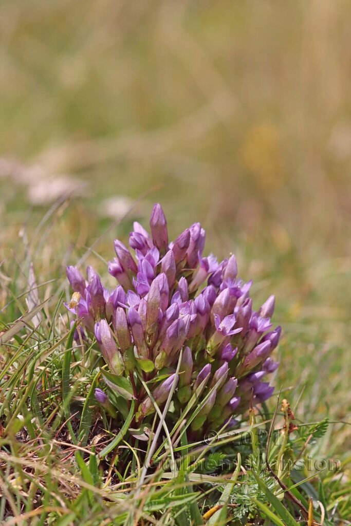 Gentianella campestris dans le Parc National Suisse (Suisse, Grisons)