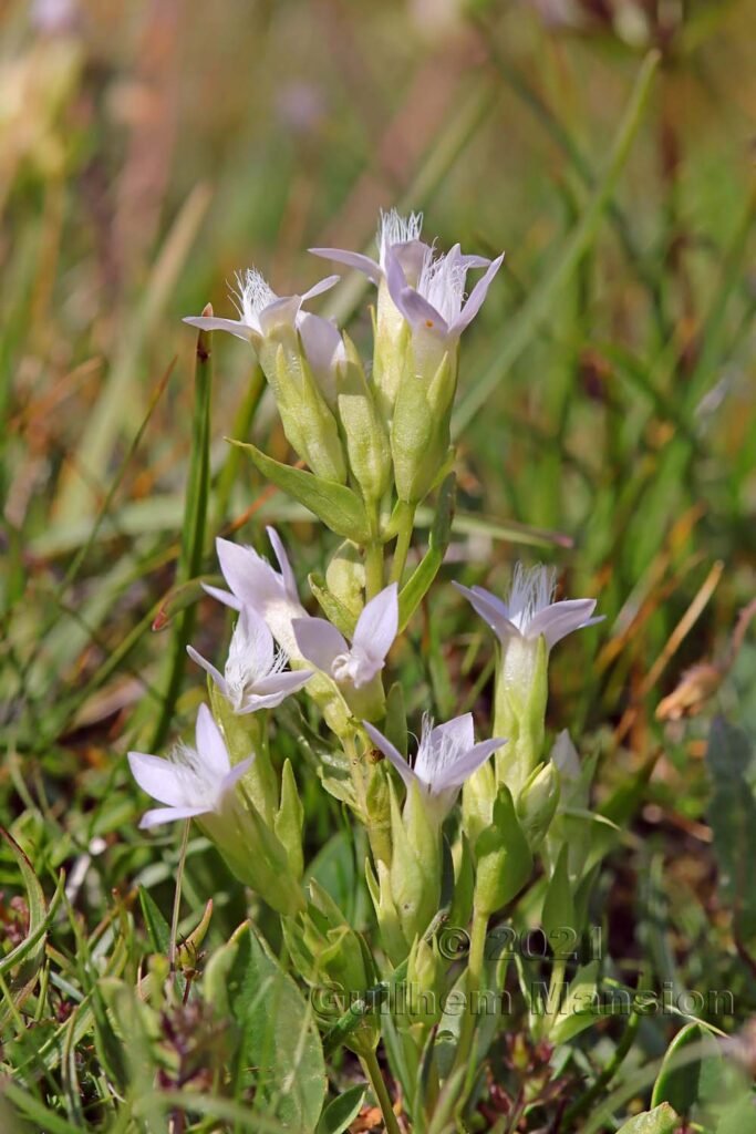 Gentianella campestris au Val da Munt (Suisse, Grisons)