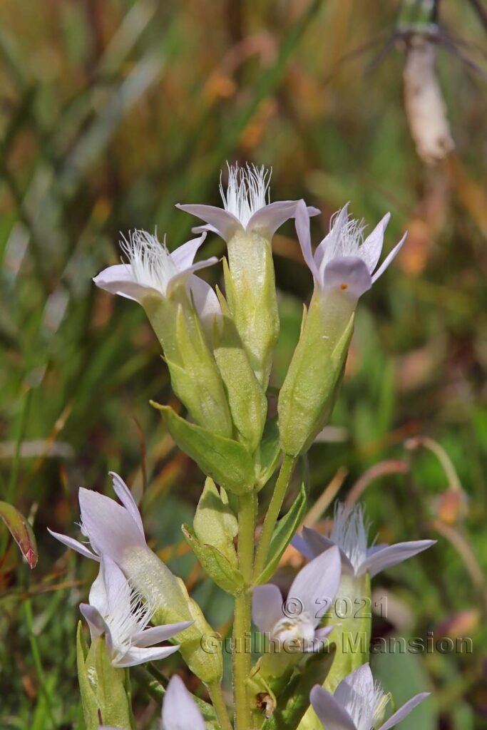 Gentianella campestris au Val da Munt (Suisse, Grisons)