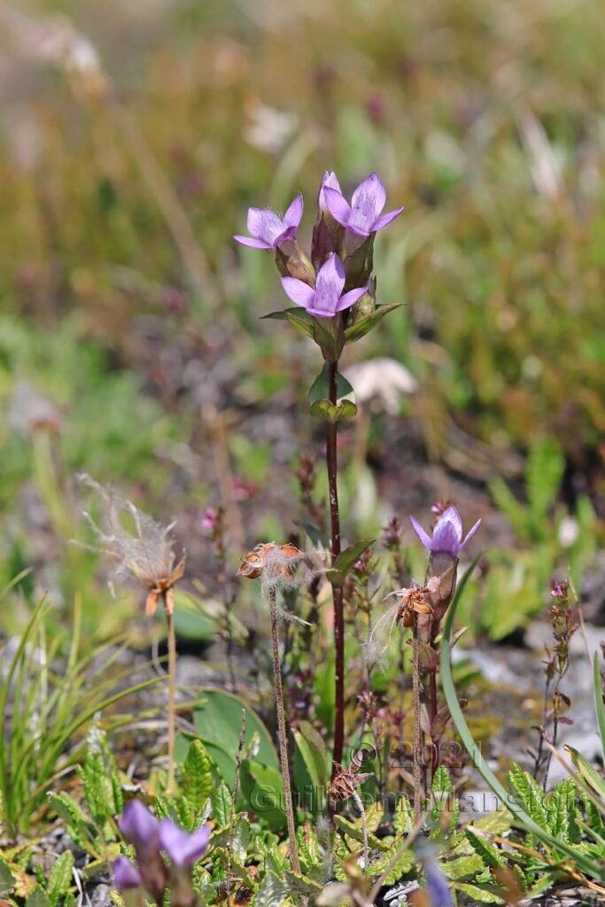 Gentianella campestris au Val da Munt (Suisse, Grisons)