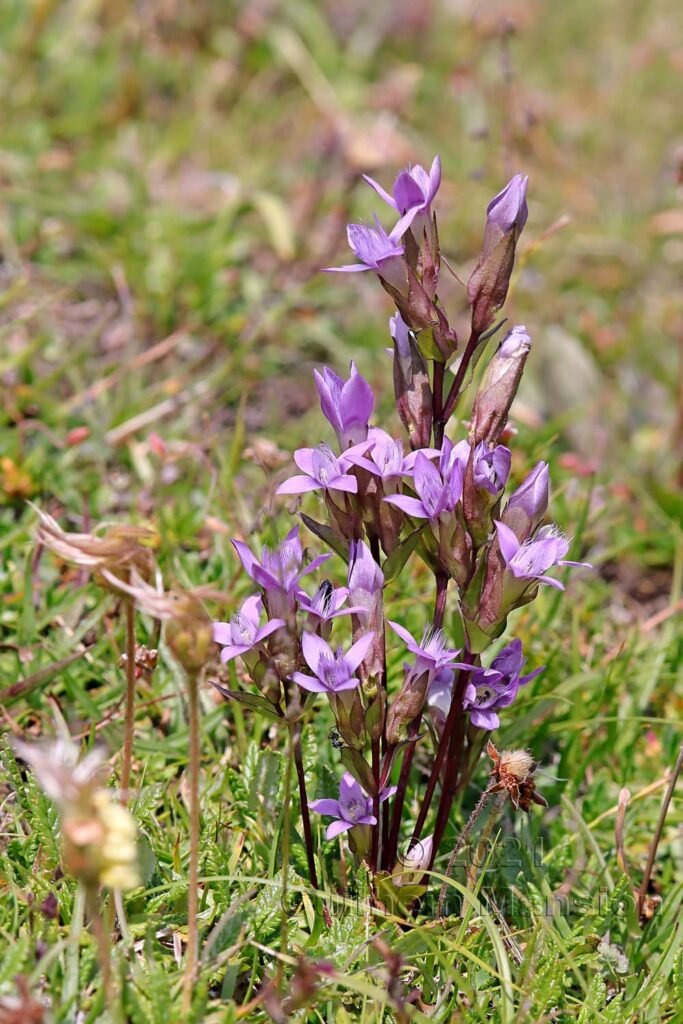 Gentianella campestris au Val da Munt (Suisse, Grisons)