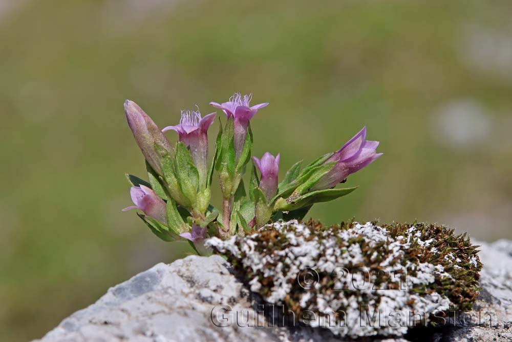 Gentianella engadinensis au Val da Munt (Suisse, Grisons)