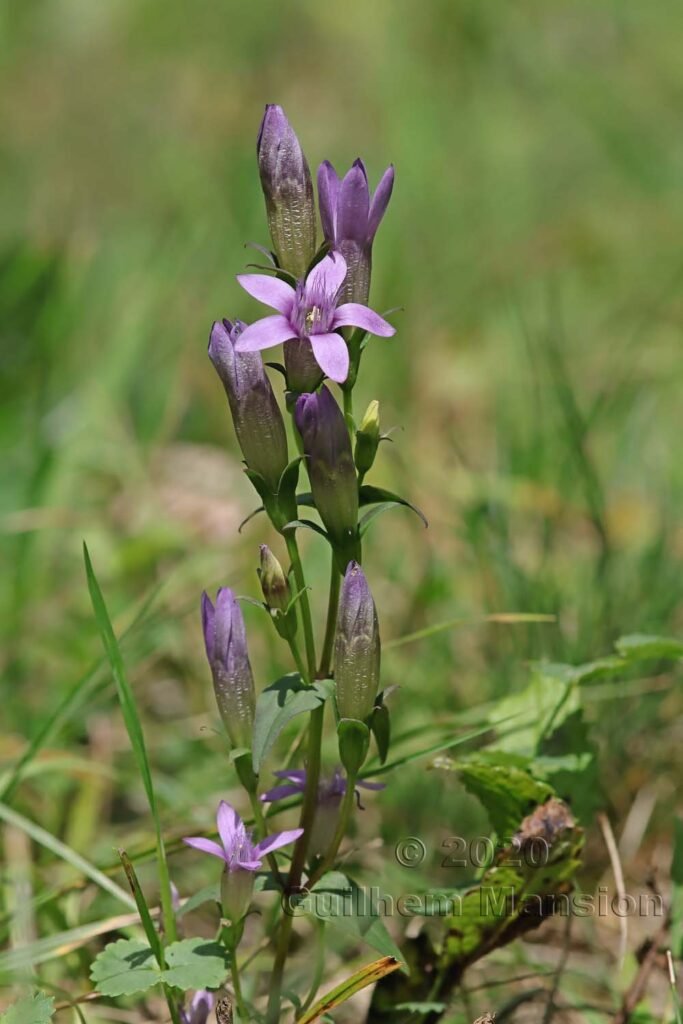 Gentianella germanica vers Herznach (Suisse, Argovie)