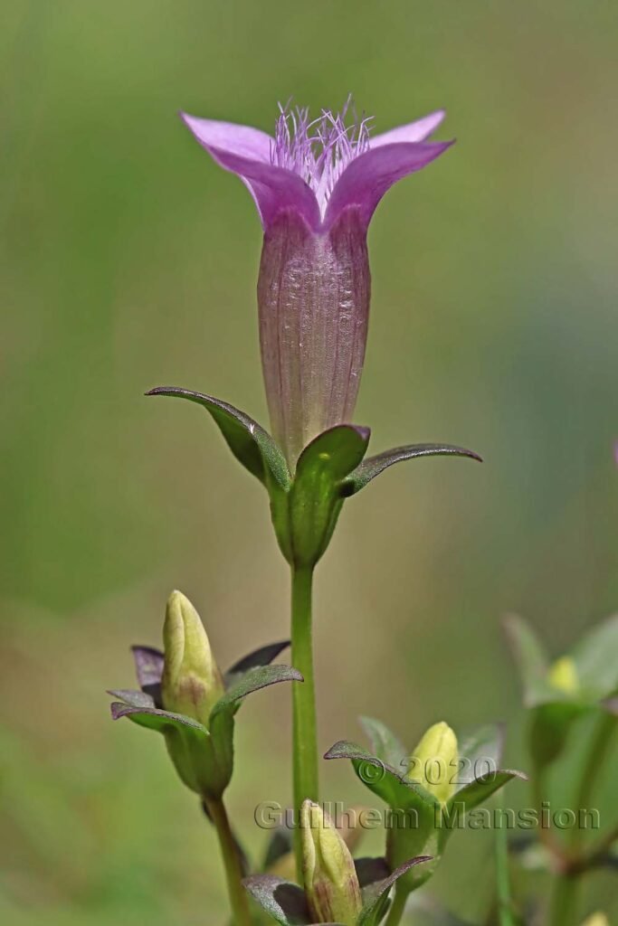 Gentianella germanica vers Herznach (Suisse, Argovie)