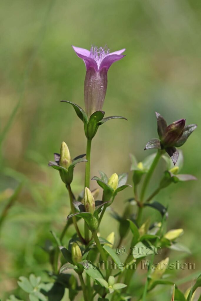 Gentianella germanica vers Herznach (Suisse, Argovie)
