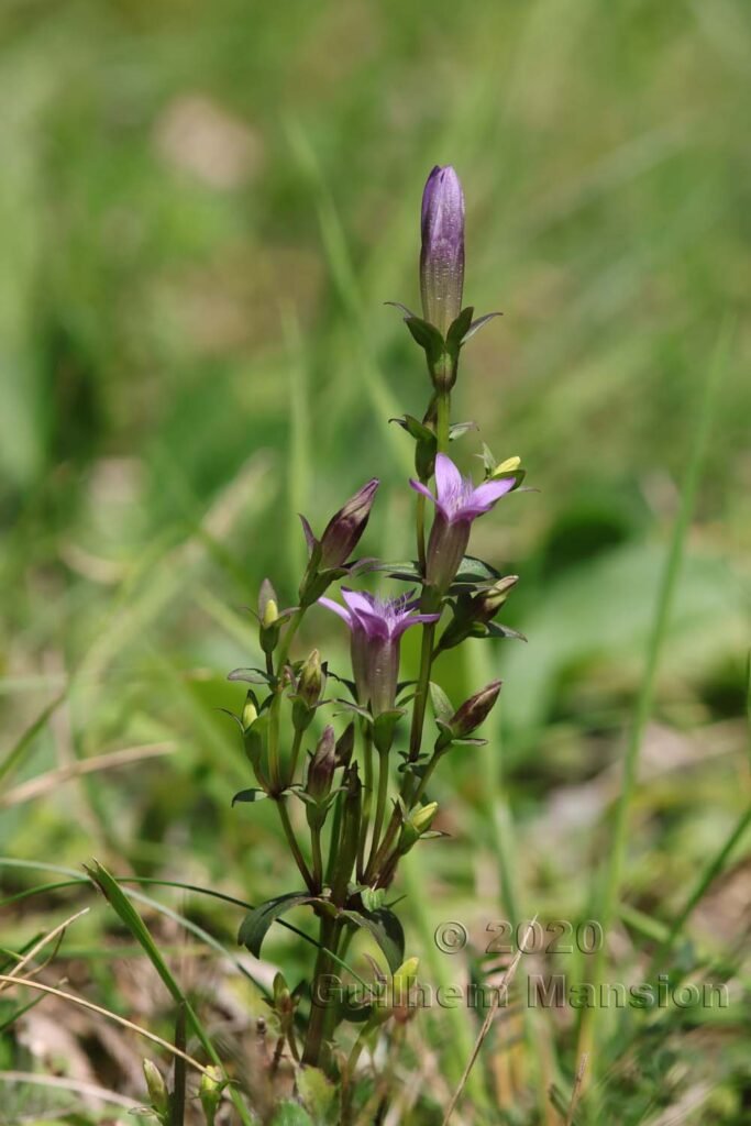 Gentianella germanica vers Herznach (Suisse, Argovie)