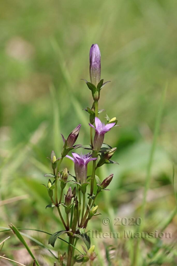 Gentianella germanica vers Herznach (Suisse, Argovie)
