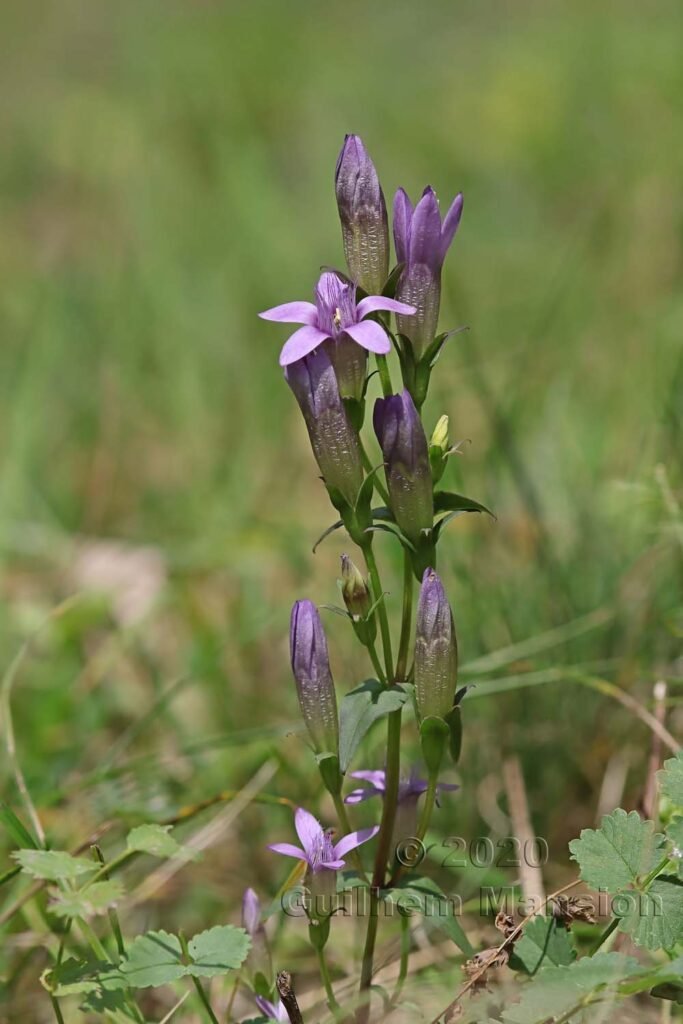 Gentianella germanica vers Herznach (Suisse, Argovie)