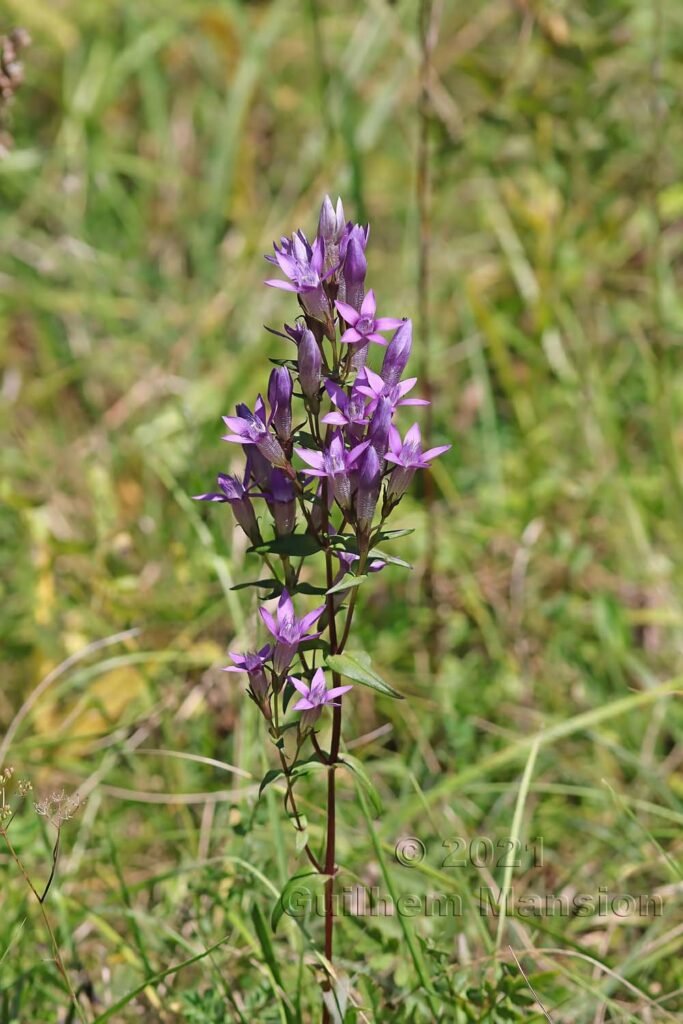 Gentianella germanica dans la réserve de Chilpen (Suisse, Bâle-Campagne)