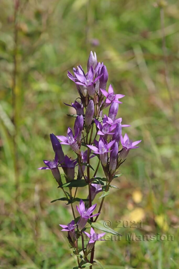 Gentianella germanica dans la réserve de Chilpen (Suisse, Bâle-Campagne)