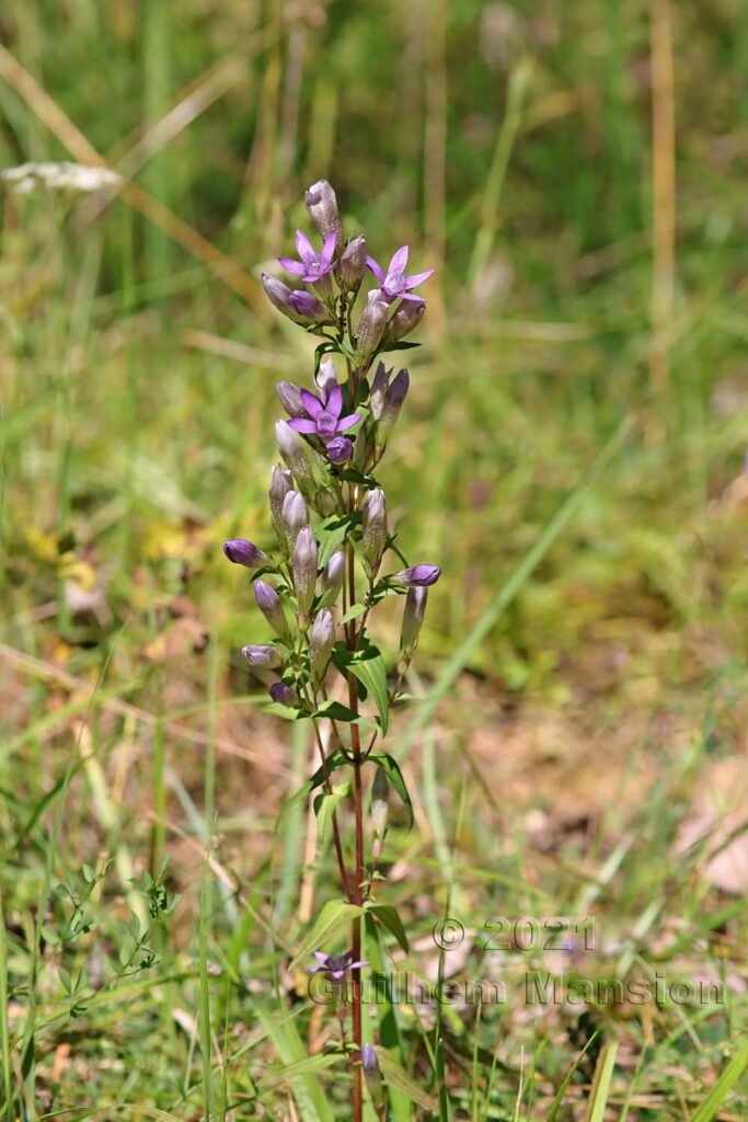 Gentianella germanica dans la réserve de Chilpen (Suisse, Bâle-Campagne)