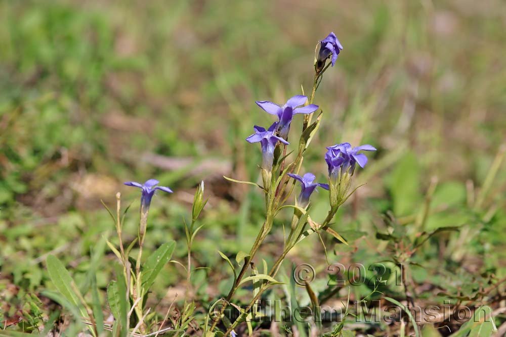 Gentianopsis ciliata vers Chilpen (Suisse, Bâle-Campagne)