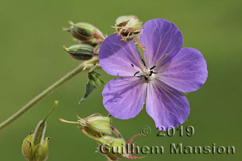 Geranium pratense à Zurich-Seebach (Suisse)