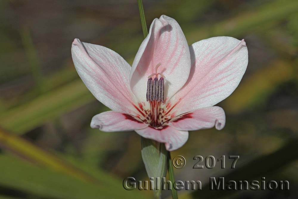 Gladiolus debilis vers Kleinmond (Afrique du Sud)