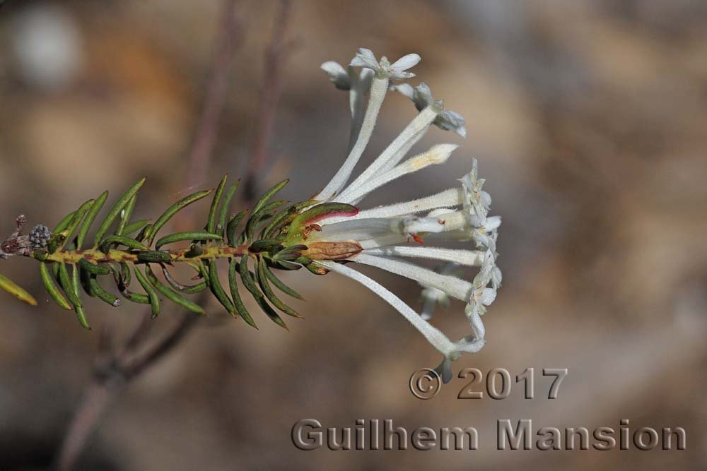 Gnidia pinifolia vers Kleinmond (Afrique du Sud)