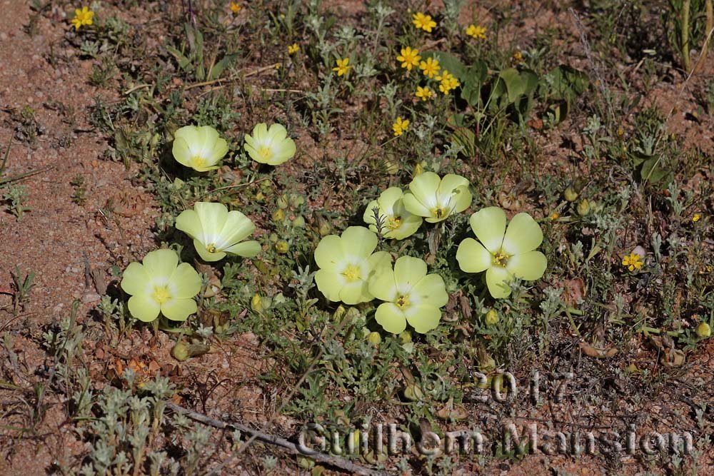 Grielum humifusum dans les Cederberg (Afrique du Sud)