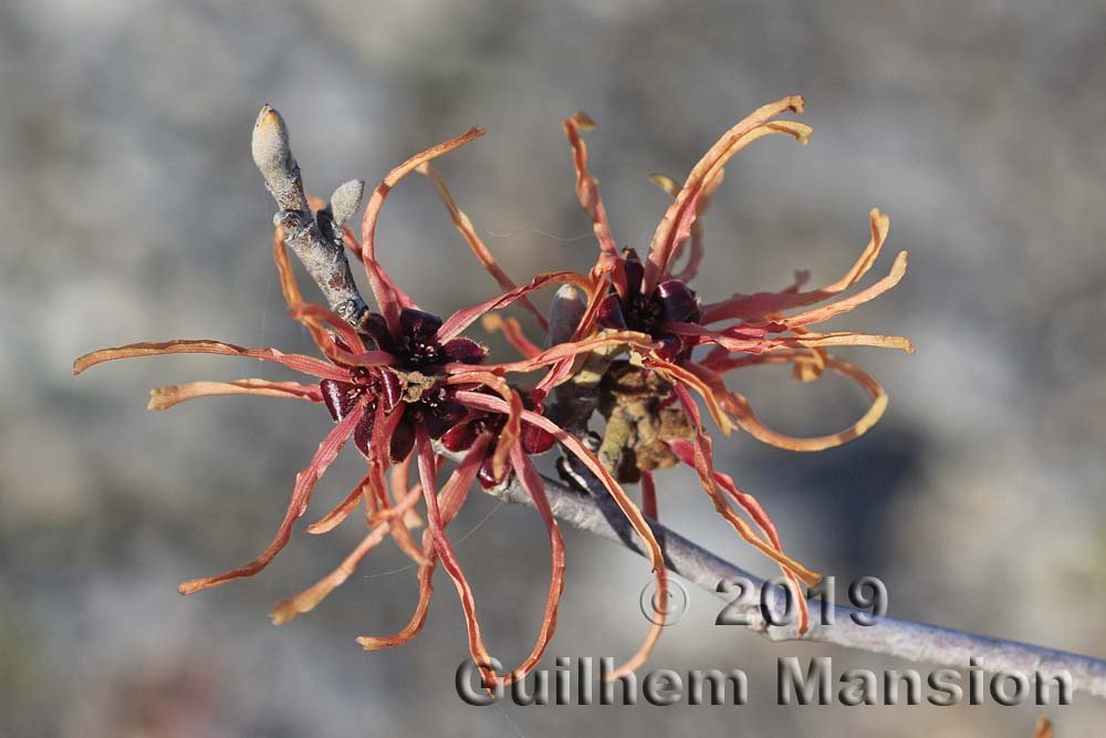 Hamamelis x intermedia à Zurich-Seebach (Suisse)