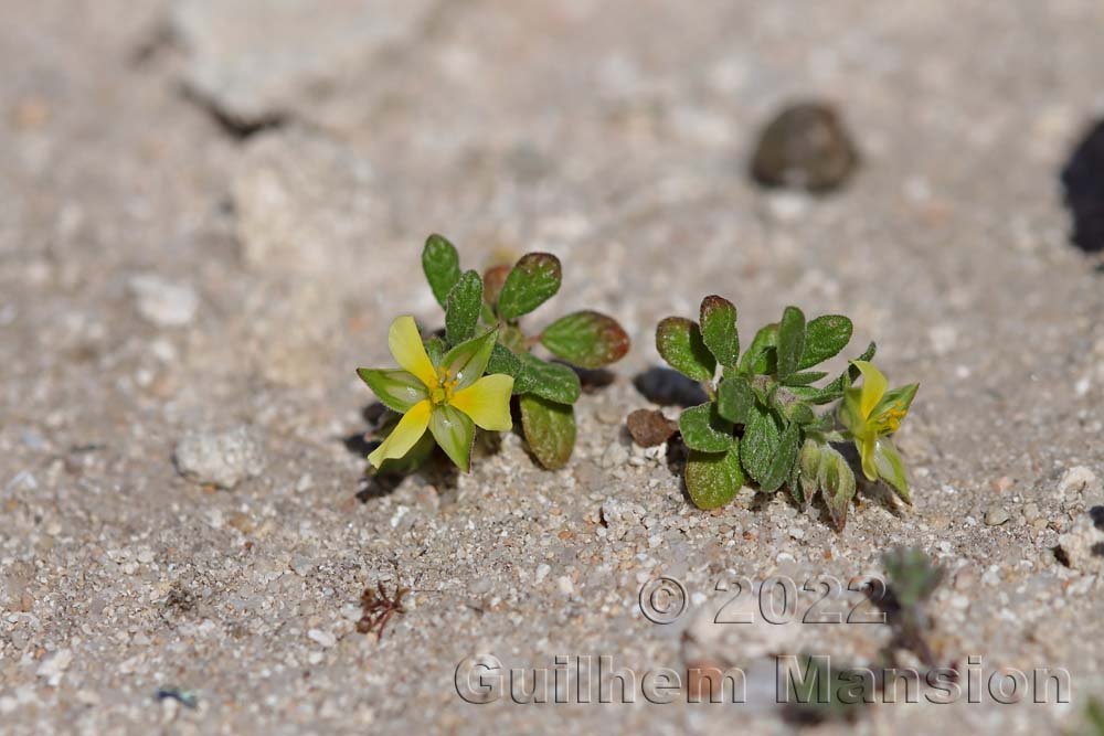Helianthemum salicifolium vers Bonifacio (France, Corse-du-Sud)