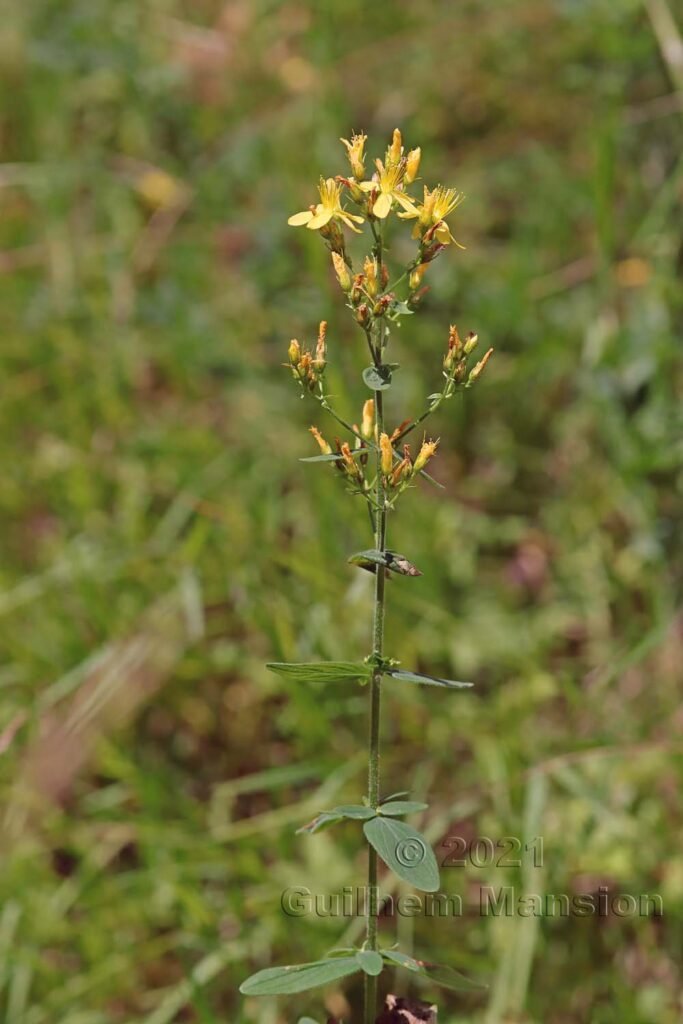 Hypericum hirsutum vers Aarburg (Suisse, Argovie)