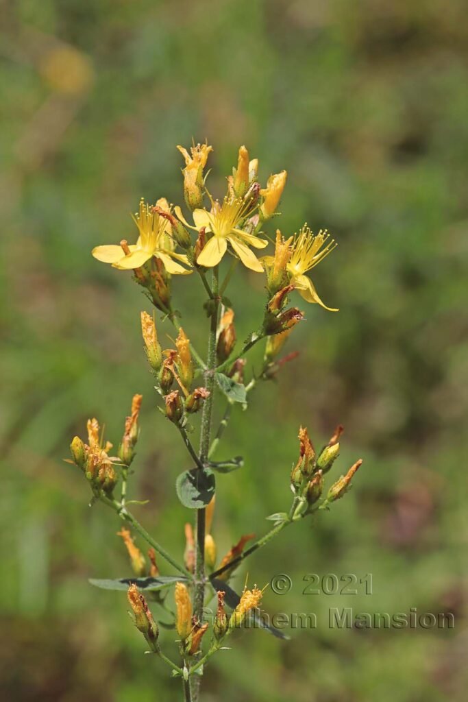 Hypericum hirsutum vers Aarburg (Suisse, Argovie)