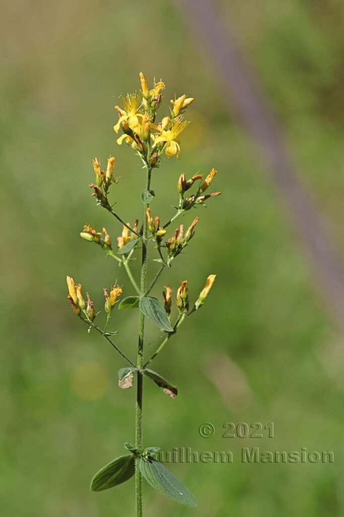 Hypericum hirsutum vers Aarburg (Suisse, Argovie)