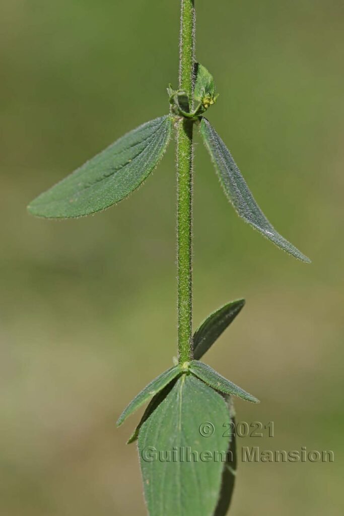 Hypericum hirsutum vers Aarburg (Suisse, Argovie)