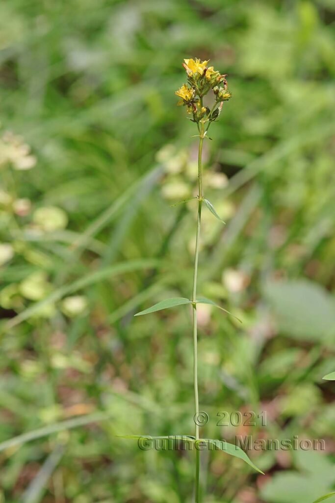 Hypericum hirsutum vers Aarburg (Suisse, Argovie)