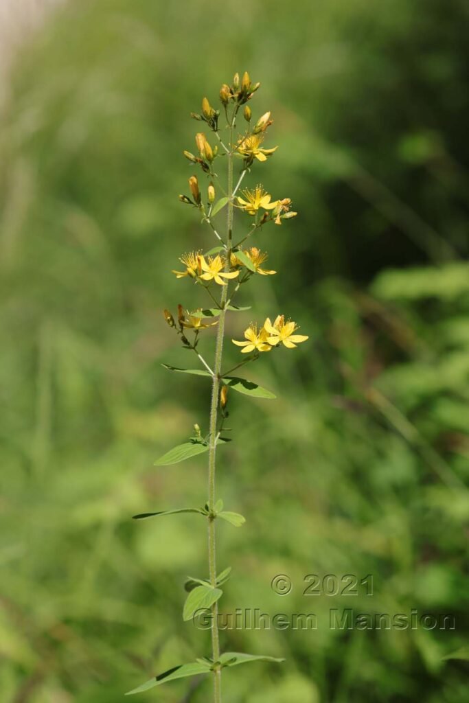 Hypericum hirsutum vers Aarburg (Suisse, Argovie)