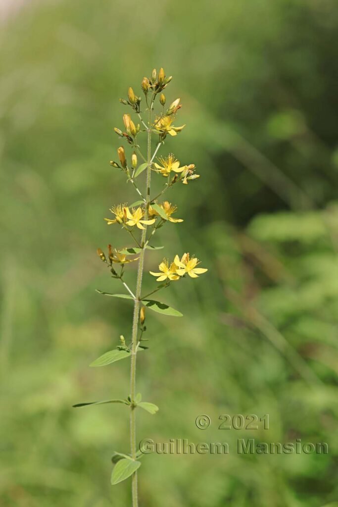 Hypericum hirsutum vers Aarburg (Suisse, Argovie)