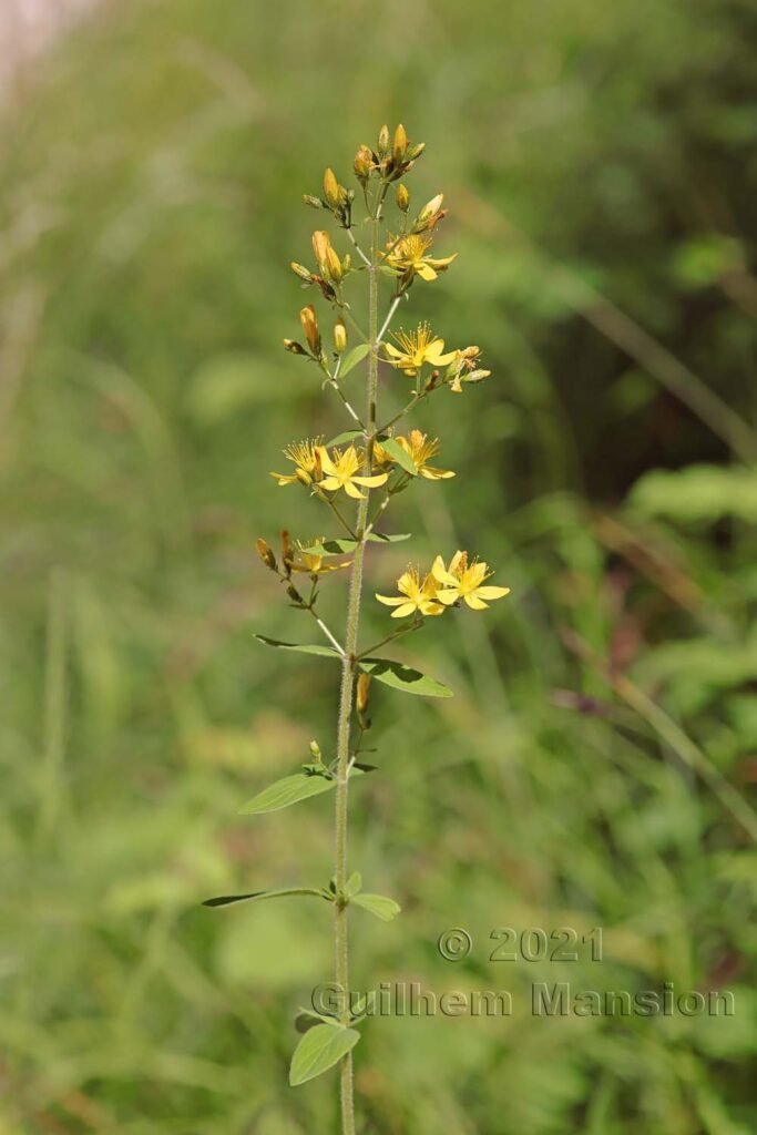 Hypericum hirsutum vers Aarburg (Suisse, Argovie)