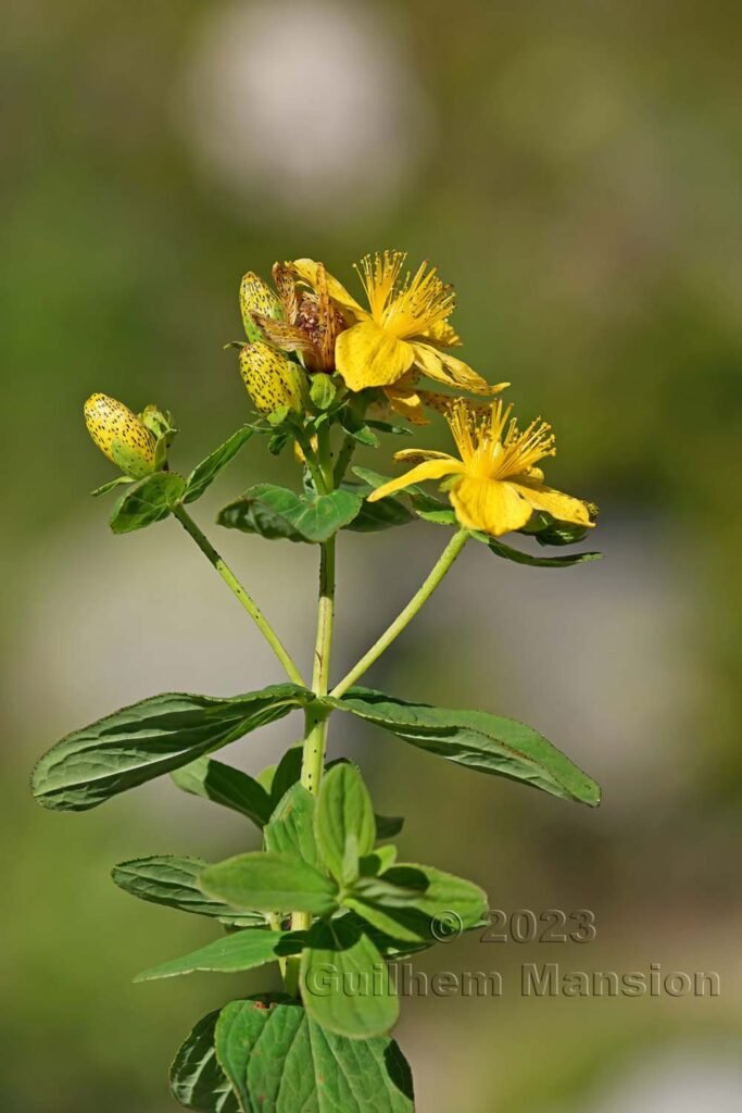 Hypericum maculatum vers la Fenêtre d’Arpette (Suisse, Valais)