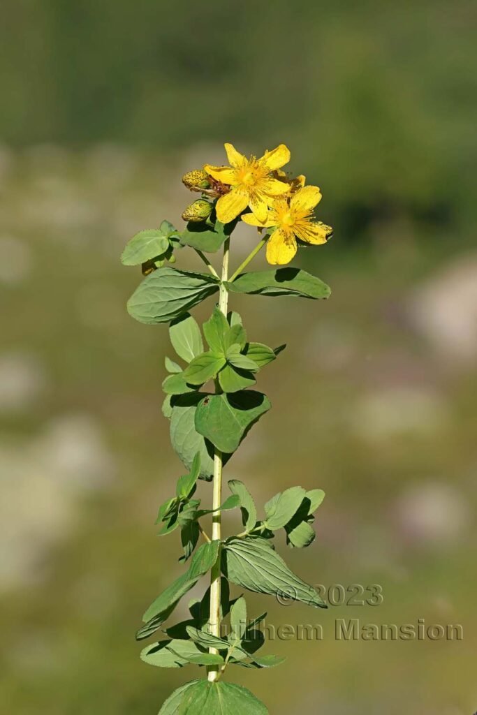 Hypericum maculatum vers la Fenêtre d’Arpette (Suisse, Valais)