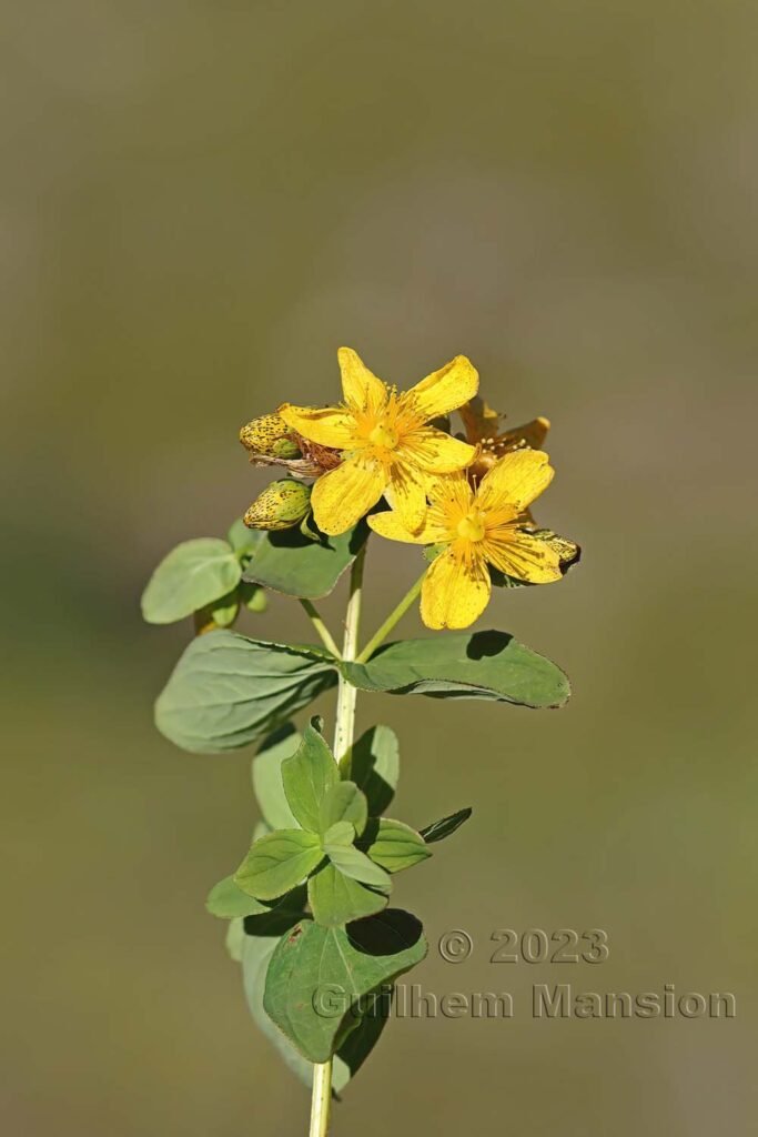 Hypericum maculatum vers la Fenêtre d’Arpette (Suisse, Valais)