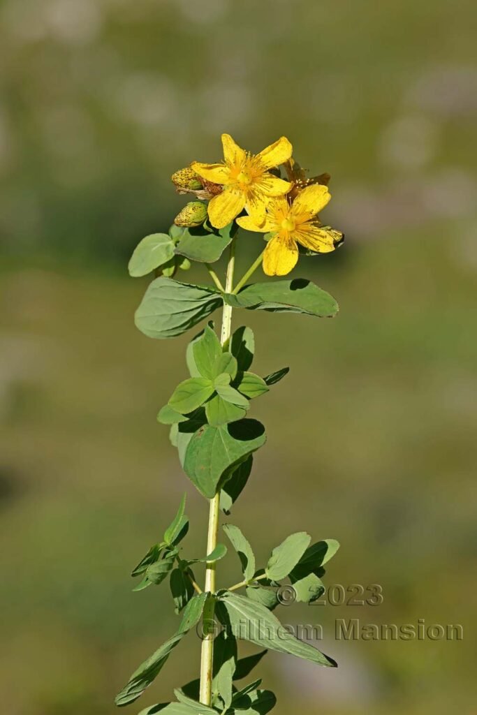 Hypericum maculatum vers la Fenêtre d’Arpette (Suisse, Valais)