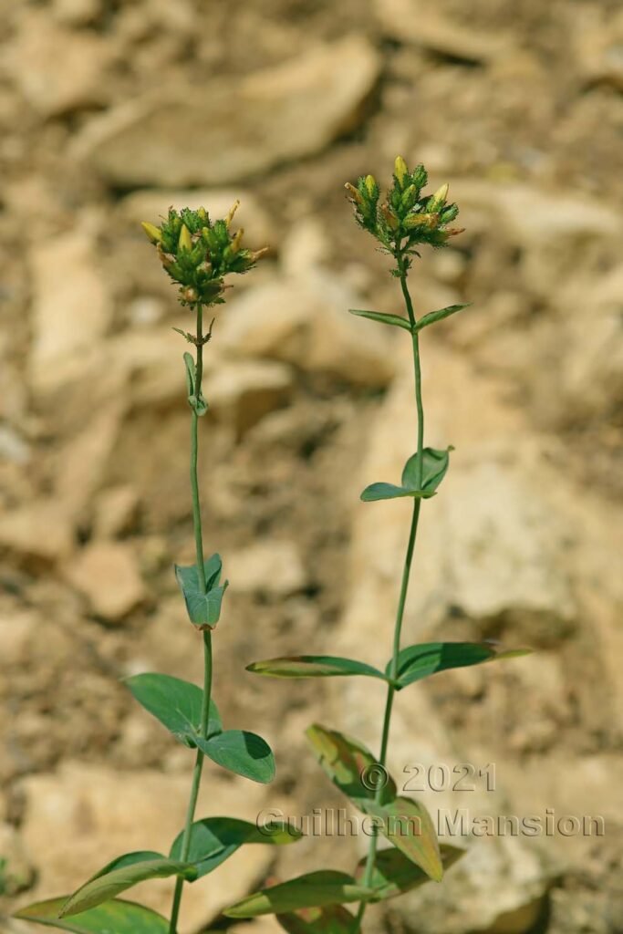 Hypericum montanum vers Aarburg (Suisse, Argovie)