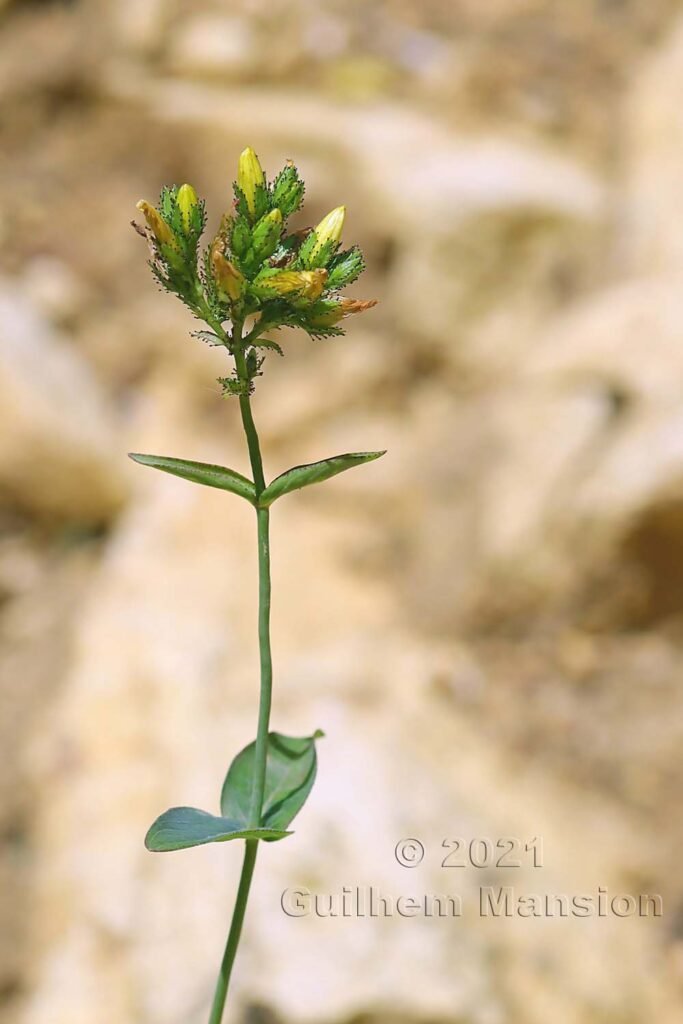 Hypericum montanum vers Aarburg (Suisse, Argovie)