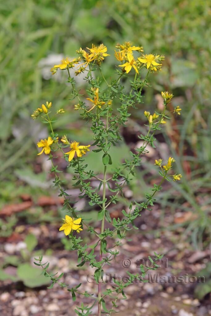 Hypericum perforatum vers Olten (Suisse, Soleure)