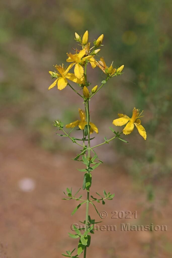 Hypericum perforatum vers Olten (Suisse, Soleure)